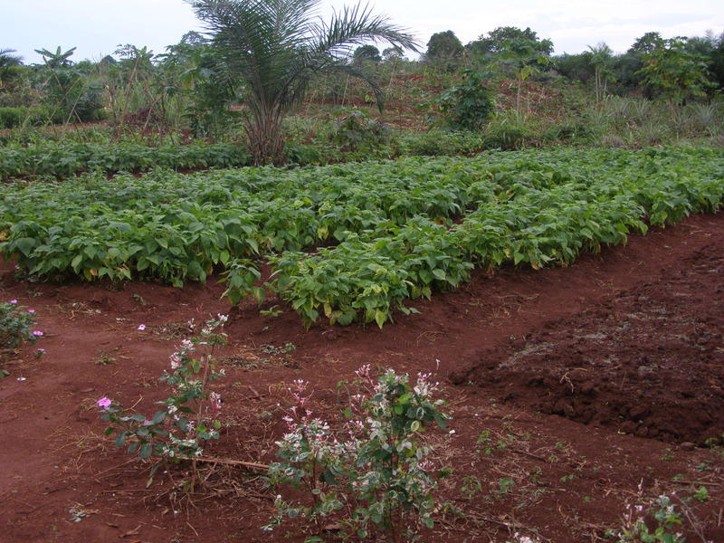 img-agricultural-land-custodians-cottage-and-well